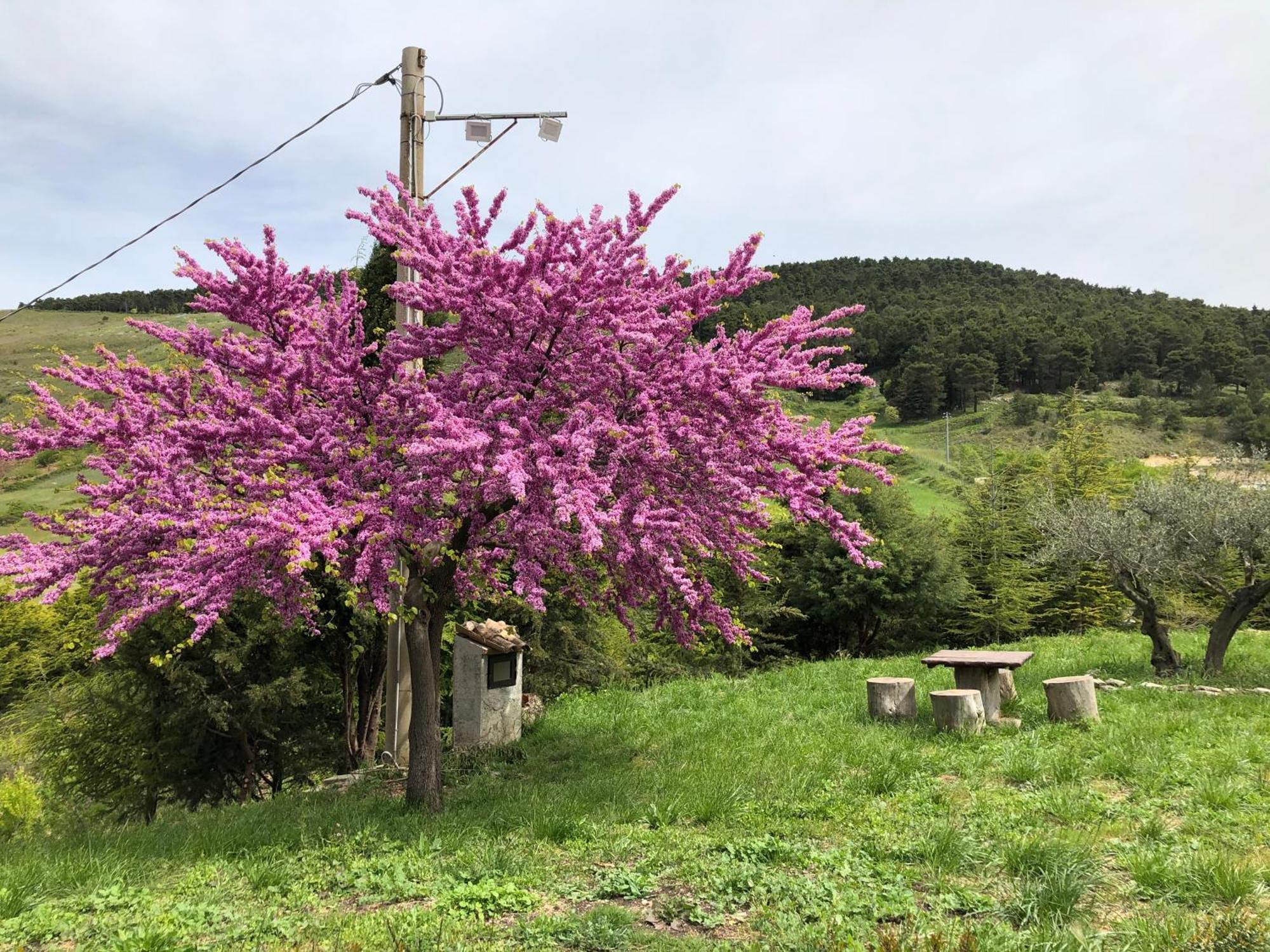 Agriturismo Serra Moneta Santo Stefano Quisquina エクステリア 写真