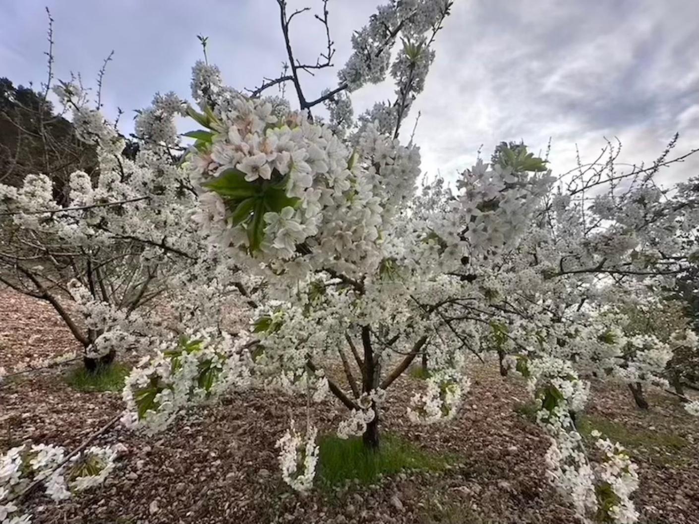 Agriturismo Serra Moneta Santo Stefano Quisquina エクステリア 写真