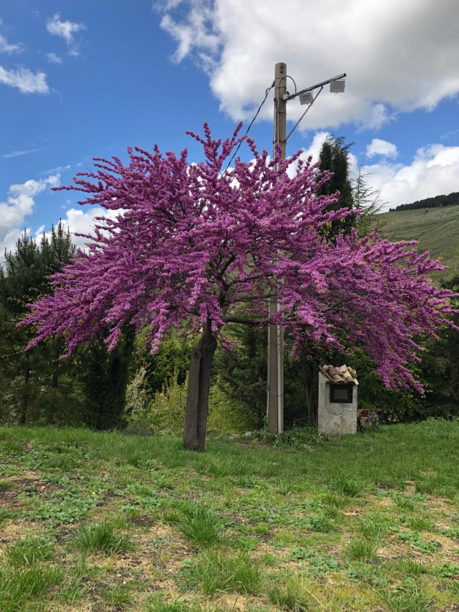 Agriturismo Serra Moneta Santo Stefano Quisquina エクステリア 写真